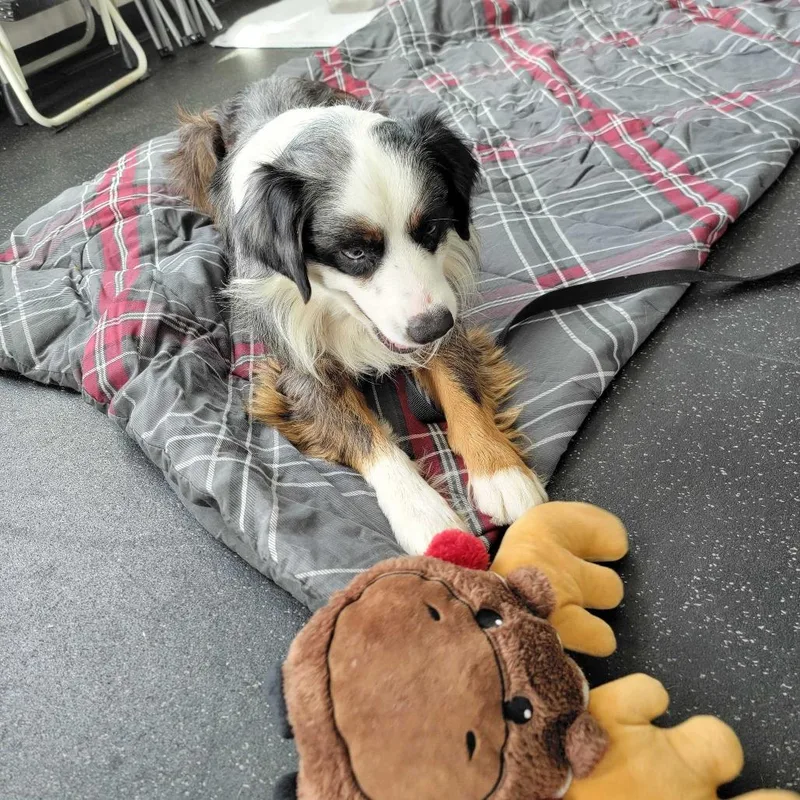 An adult medium-sized male Black Australian Shepherd dog named Crosby for adoption in Dover, NH