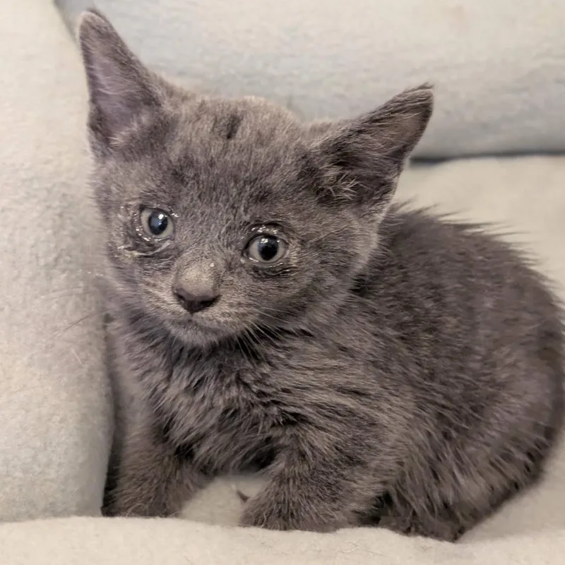 A baby small-sized male Gray / Blue / Silver Domestic Short Hair cat named Espurr for adoption in Long Beach, CA