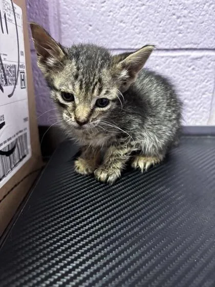 A baby small-sized female Brown / Chocolate Domestic Short Hair cat named Tanya Tucker for adoption in El Paso, TX