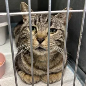 A young medium-sized female Brown / Chocolate Domestic Short Hair cat named Coconut for adoption in New York, NY