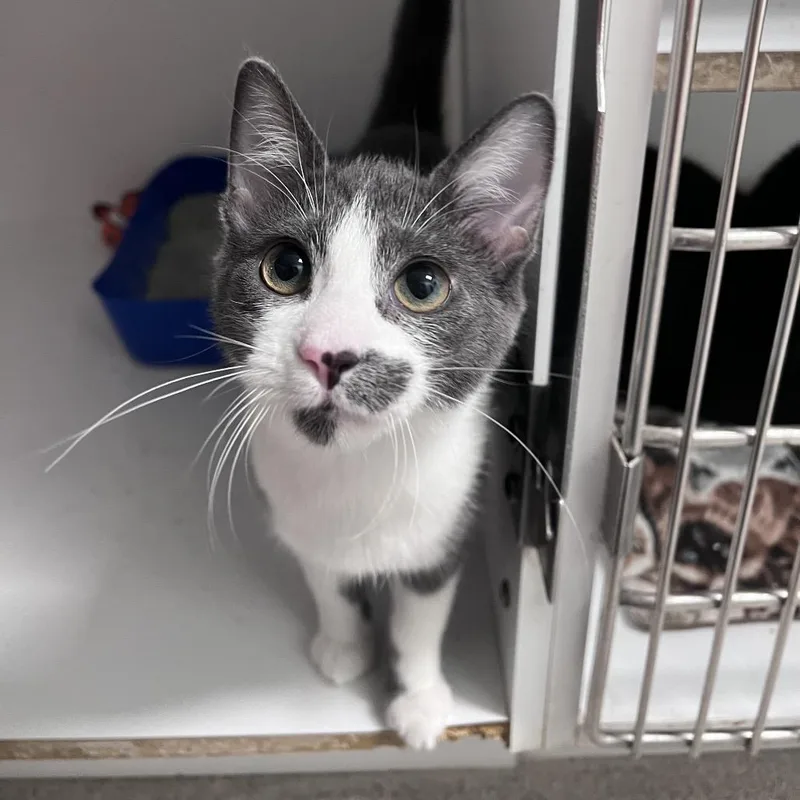 A young small-sized female Gray / Blue / Silver Domestic Short Hair cat named Braeburn for adoption in Arlington Heights, IL