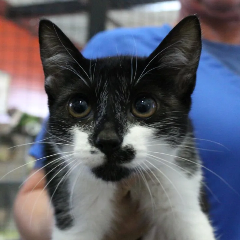 An adult large-sized female Domestic Short Hair cat named Cookie for adoption in Sarasota, FL