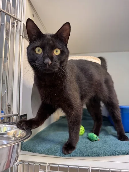 A young medium-sized male Domestic Short Hair cat named Anakin for adoption in Tinton Falls, NJ