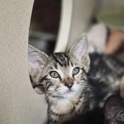 A baby medium-sized male Domestic Short Hair cat named Lanyard for adoption in Sacramento, CA