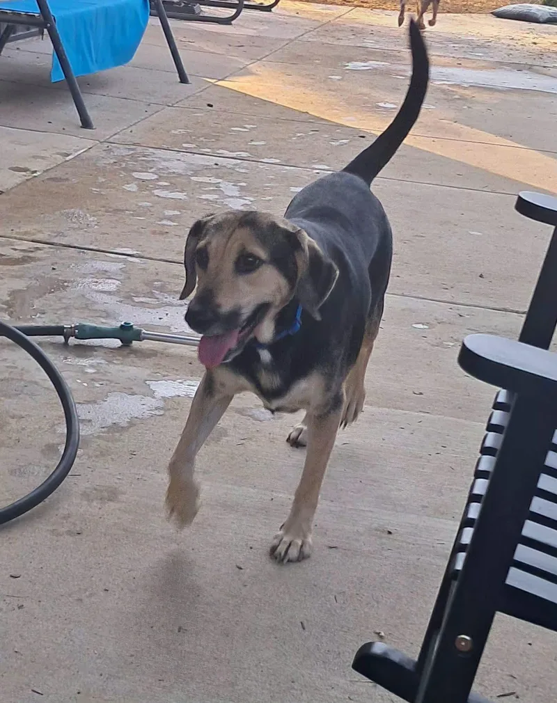 An adult medium-sized female Hound dog named Luna for adoption in Dixon, KY