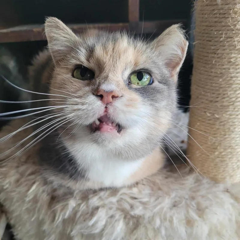 Ratatouie thumbnail 2