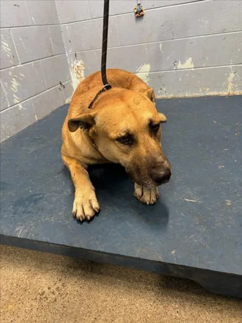 An adult large-sized male German Shepherd Dog dog named Def Leopard for adoption in Woodland, CA
