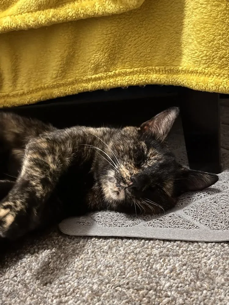 An adult medium-sized female Tortoiseshell Domestic Short Hair cat named Linda for adoption in Ferndale, MI