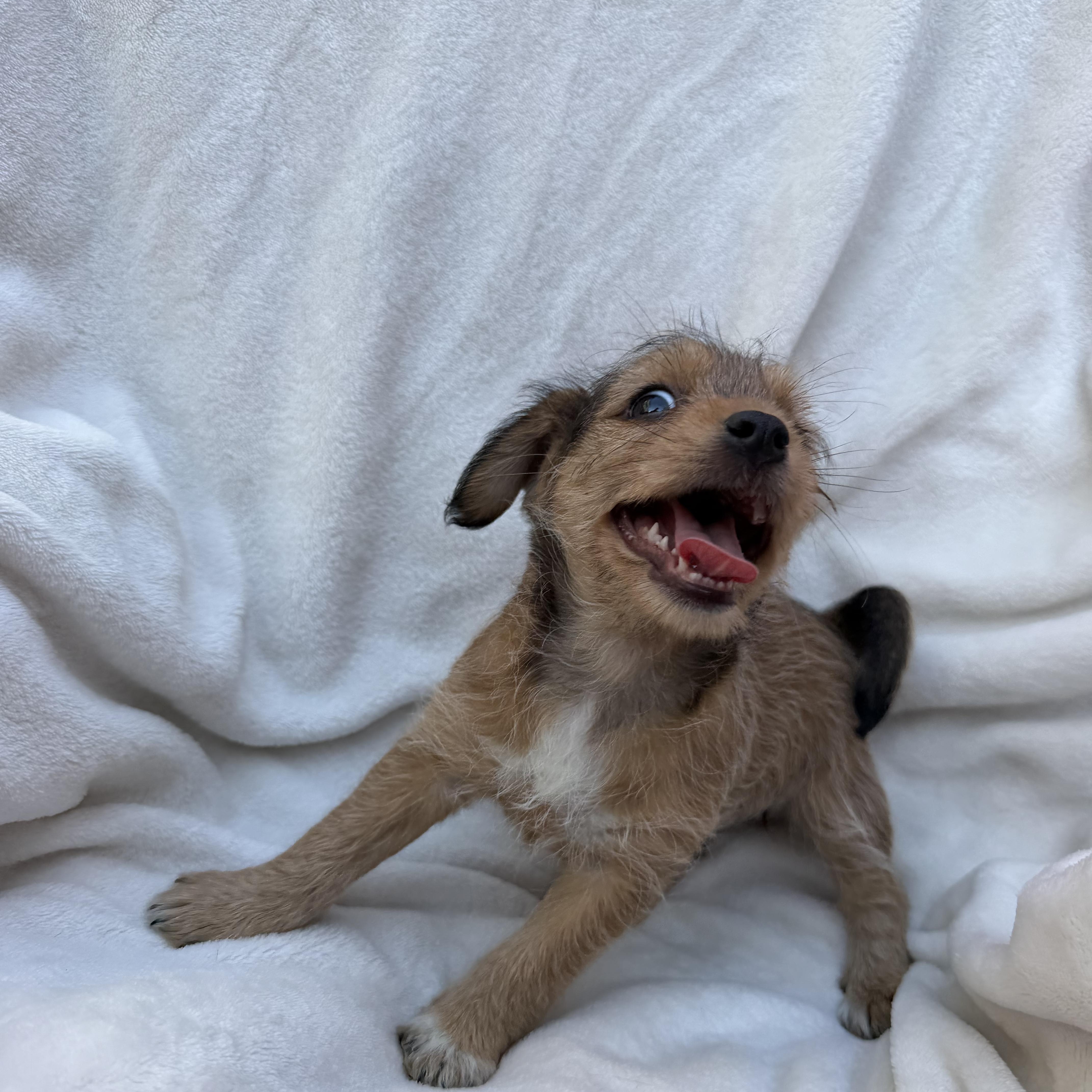 A baby small-sized female Brown / Chocolate Jack Russell Terrier dog named Dolce for adoption in Newark, NJ