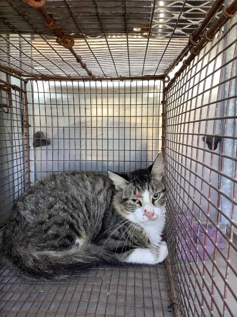 A young small-sized male Domestic Short Hair cat named Nickle for adoption in New Braunfels, TX