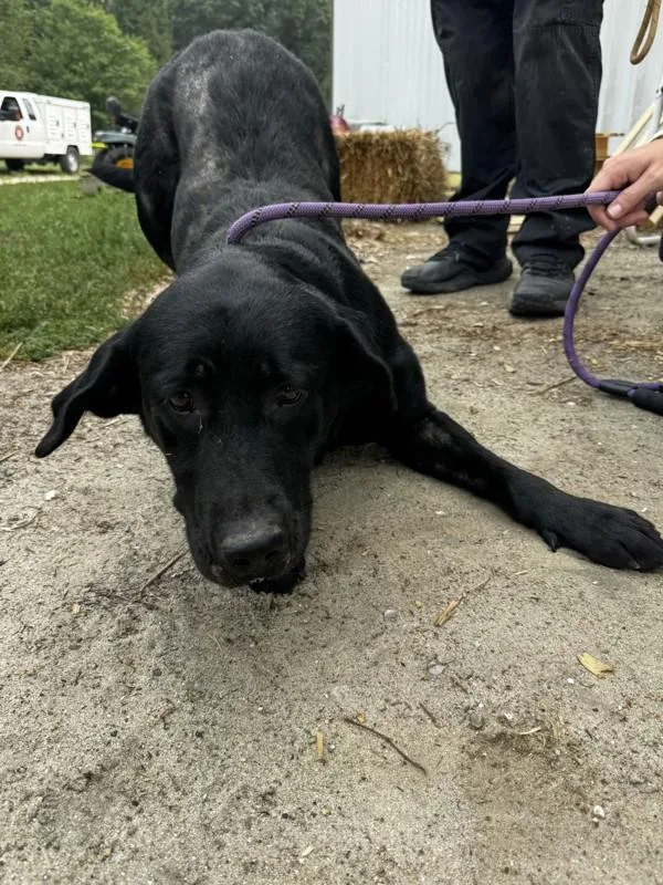 An adult large-sized female Labrador Retriever dog named A for adoption in Salisbury, MD
