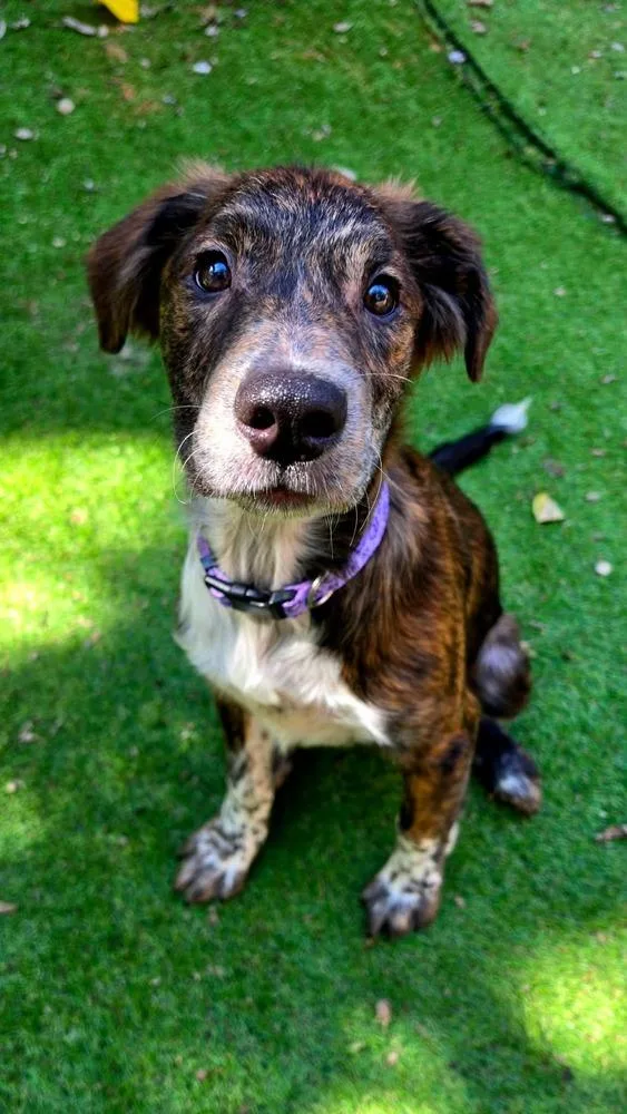 A baby large-sized male Brindle Boxer dog named Riker for adoption in Shawnee, OK