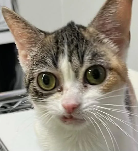 A young medium-sized female Domestic Short Hair cat named Trixie for adoption in Saginaw, MI