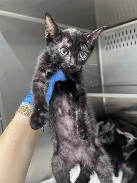 A baby small-sized female Domestic Short Hair cat named Clarisse for adoption in Tallahassee, FL