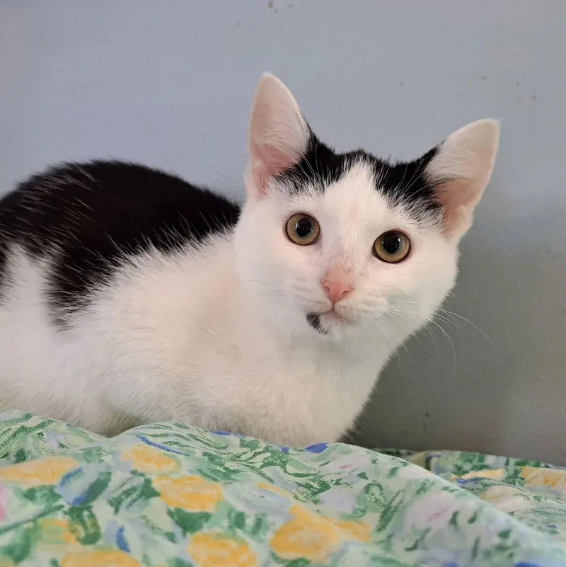 A baby small-sized female Black & White / Tuxedo Domestic Short Hair cat named Berry for adoption in Richmond, KY