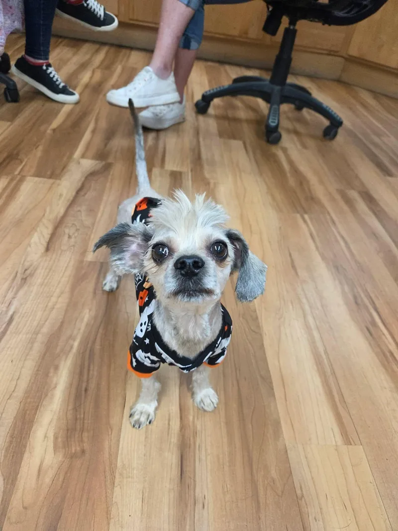 A senior small-sized male Apricot / Beige Shih Tzu dog named Max for adoption in Canon City, CO