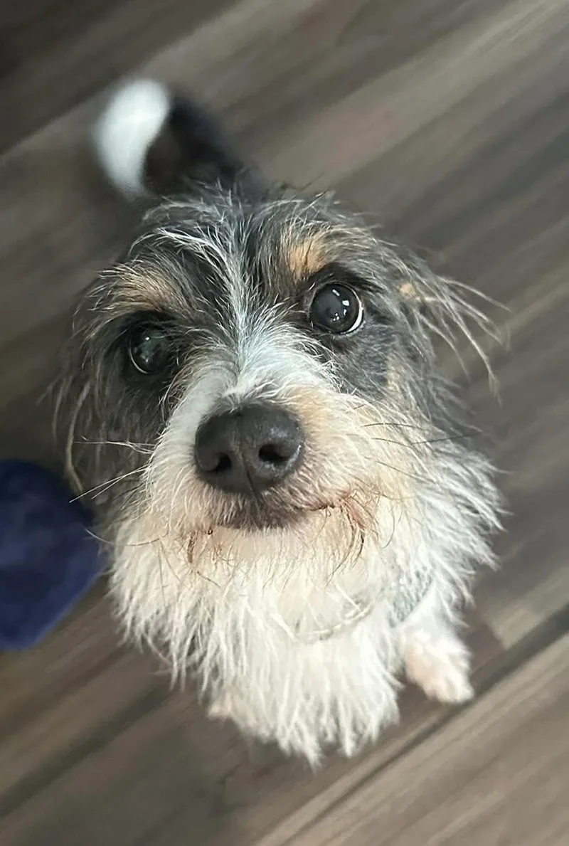 Oreo