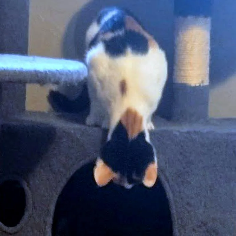 A baby small-sized female Calico Domestic Short Hair cat named Oakley for adoption in Pittsburgh, PA