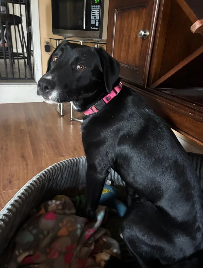 Delilah
