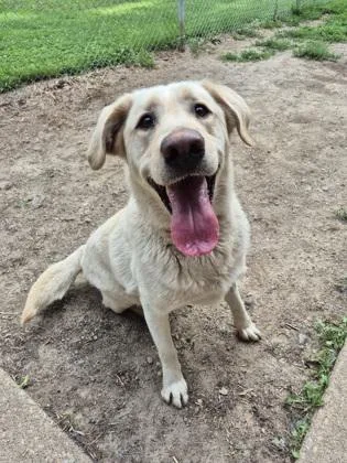 An adult large-sized male Yellow / Tan / Blond / Fawn Labrador Retriever dog named Albus for adoption in Lafayette, IN