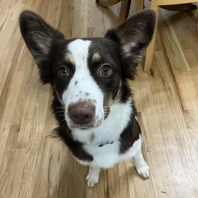 An adult medium-sized female Brown / Chocolate Australian Shepherd dog named Rumi for adoption in Fort Collins, CO