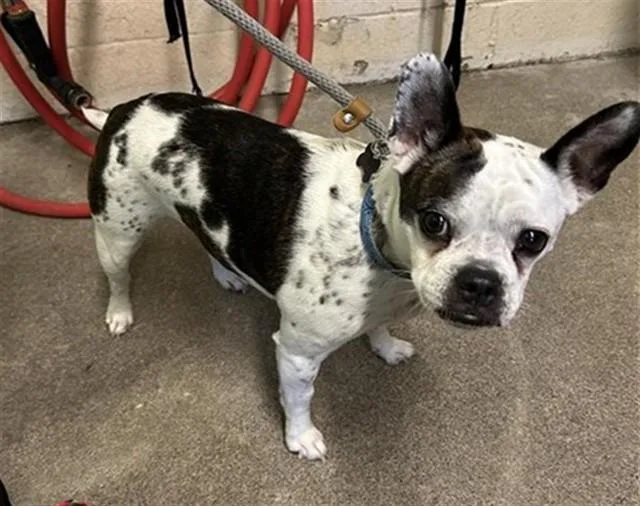 A young medium-sized female English Bulldog dog named Minnie for adoption in Sacramento, CA