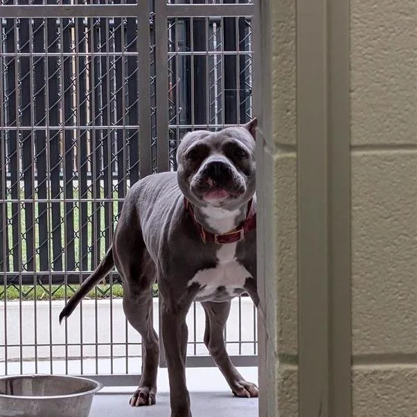 A senior medium-sized female Gray / Blue / Silver Pit Bull Terrier dog named Diamond for adoption in Greensboro, NC