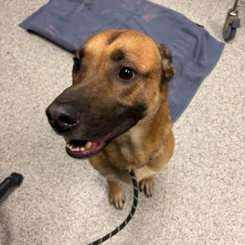 An adult large-sized male Yellow / Tan / Blond / Fawn German Shepherd Dog named Odin for adoption in Reno, NV