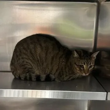 An adult medium-sized male Domestic Short Hair cat named MooMoo for adoption in Saint Charles, MO