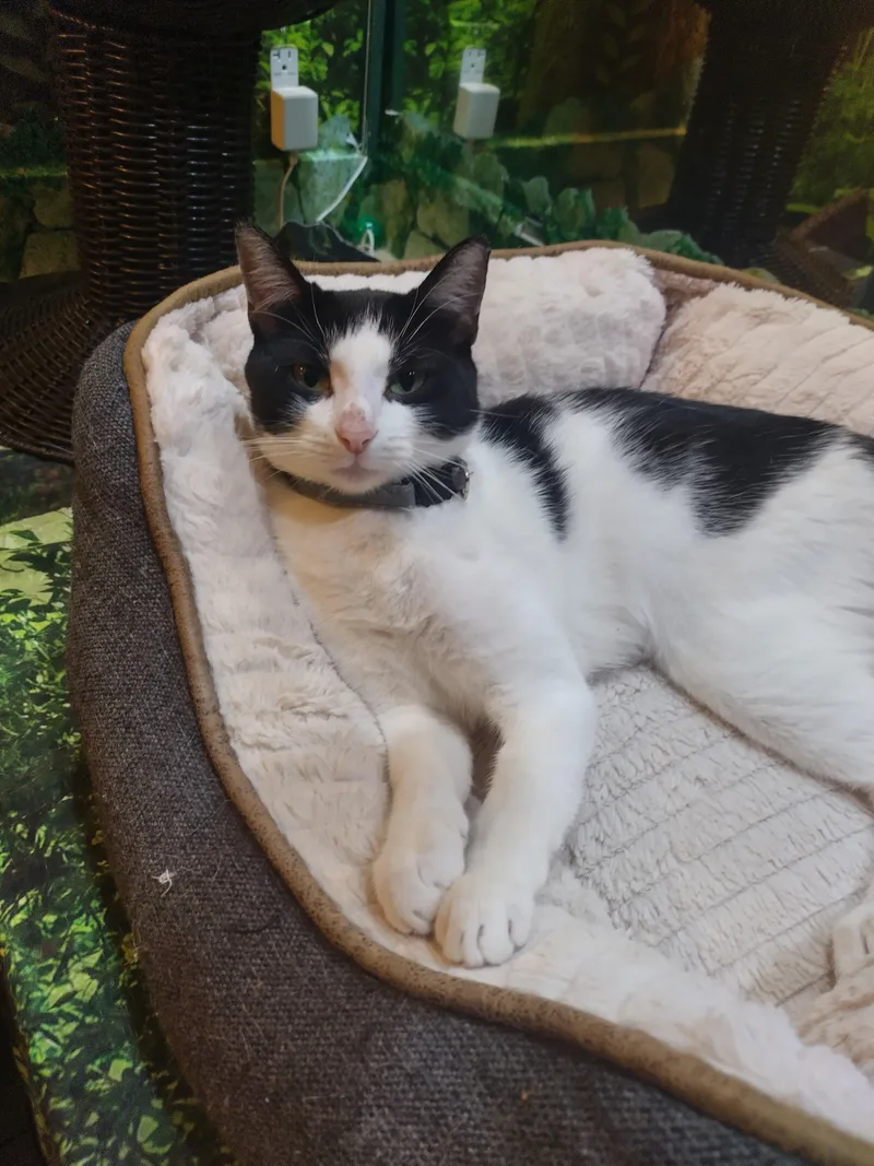 An adult medium-sized female Black & White / Tuxedo Domestic Short Hair cat named Viennetta for adoption in The Colony, TX