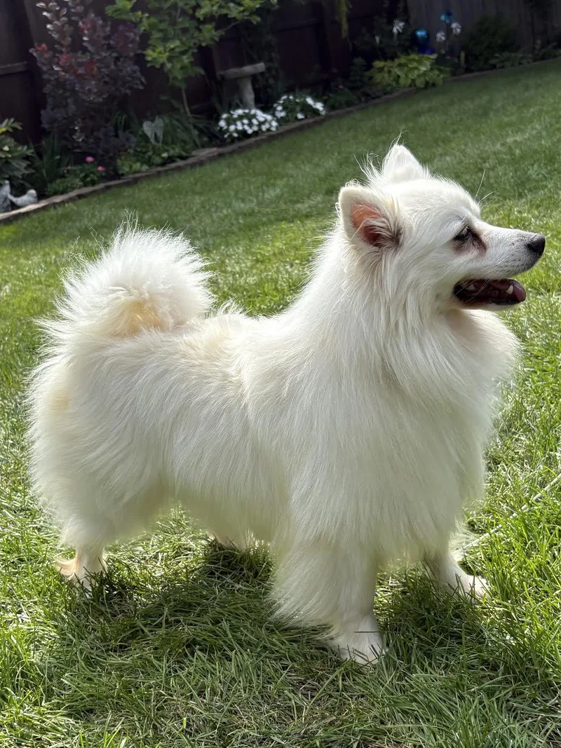 A young medium-sized female American Eskimo Dog dog named Meika of Bolingbrook IL for adoption in Randallstown, MD