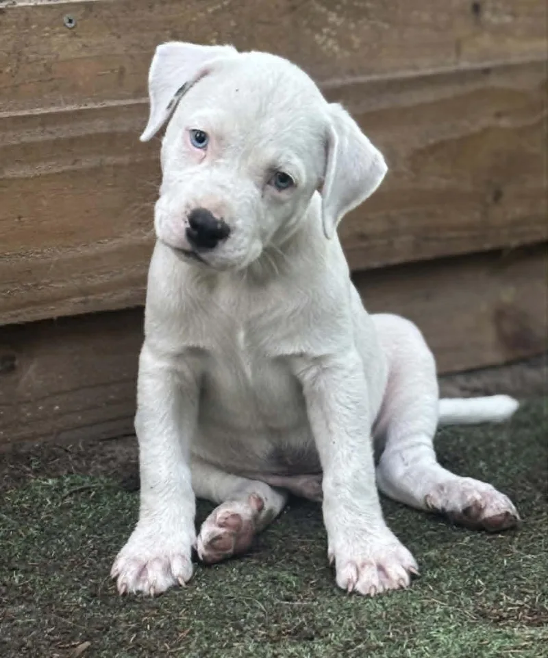 A baby medium-sized male Boxer dog named Parker for adoption in Seven Points, TX