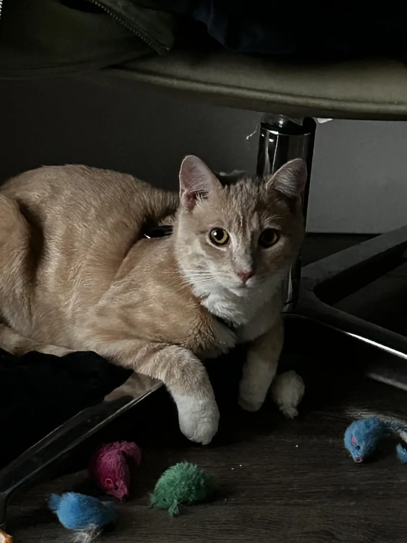An adult medium-sized male Orange / Red Domestic Short Hair cat named Apollo for adoption in Long Beach, CA