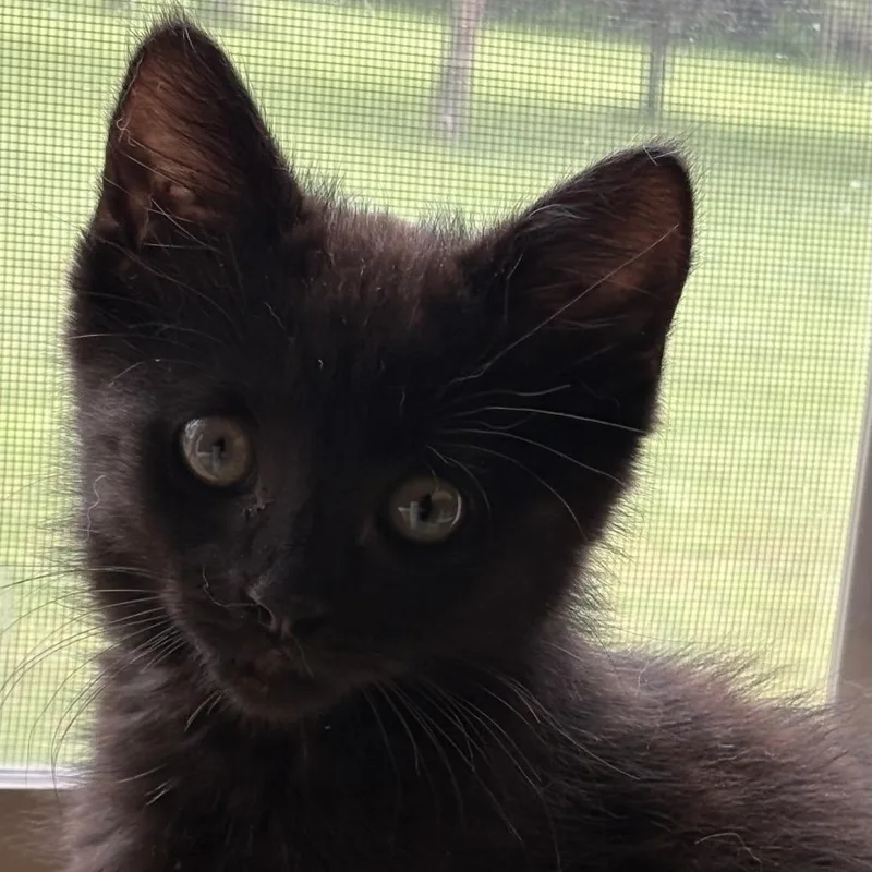 A baby small-sized female Black Domestic Short Hair cat named Delilah for adoption in York, PA