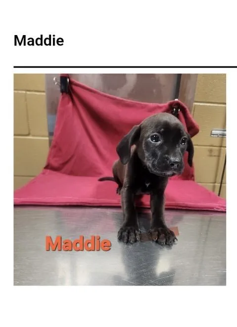 A baby small-sized female Labrador Retriever dog named Maddie for adoption in Westport, CT