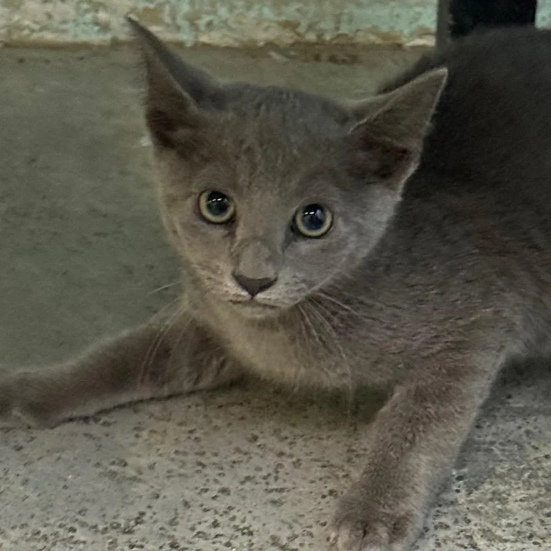 A baby small-sized male Gray / Blue / Silver Domestic Short Hair cat named Hornet for adoption in Jacksonville, AR