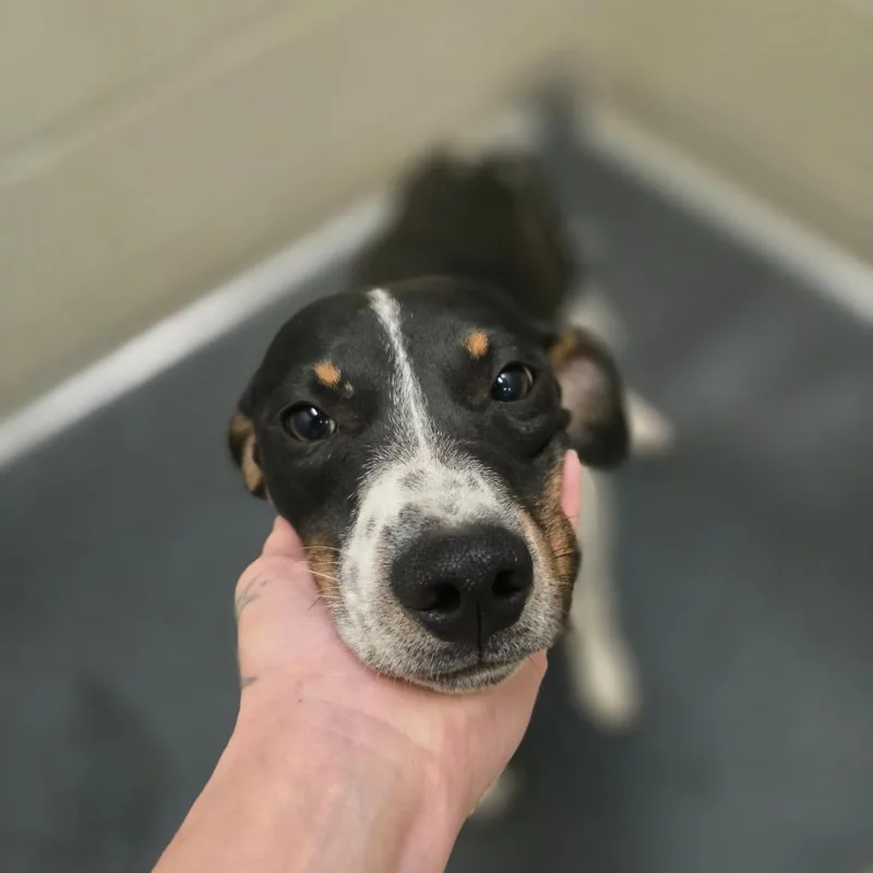 A young medium-sized male Black Rat Terrier dog named Saguaro U for adoption in Tupelo, MS