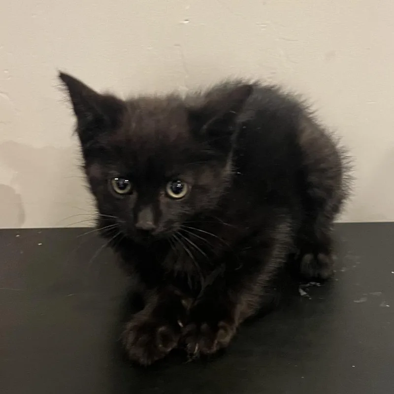 A baby small-sized male Black Domestic Short Hair cat named Little Tim for adoption in Grantsville, UT