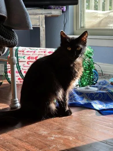 Sammy