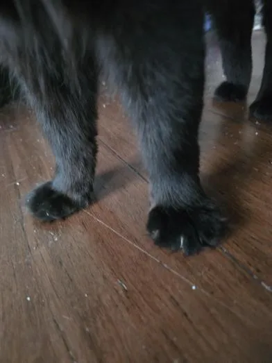 Sammy thumbnail 6