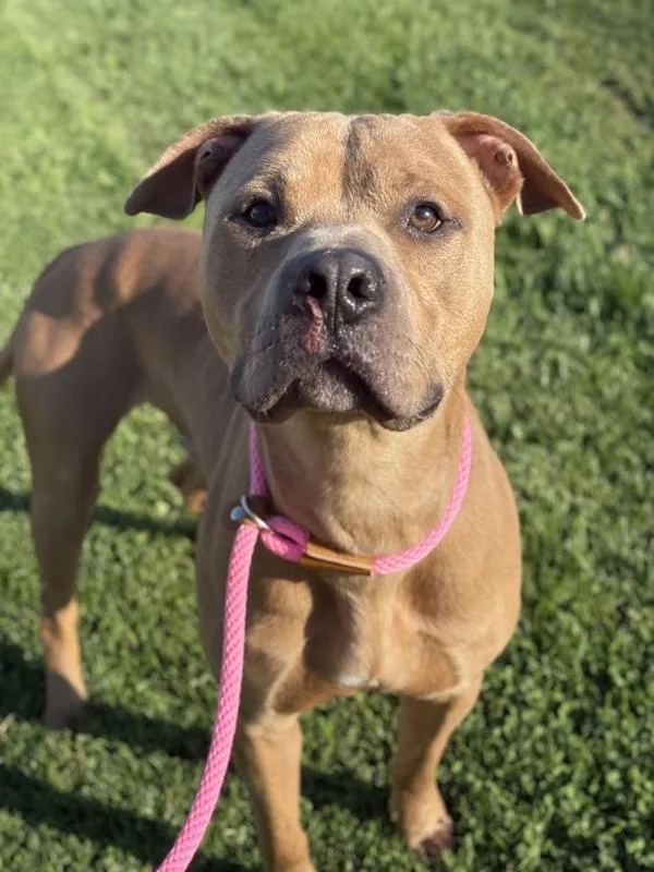 An adult large-sized male Pit Bull Terrier dog named Leon for adoption in Lancaster, OH