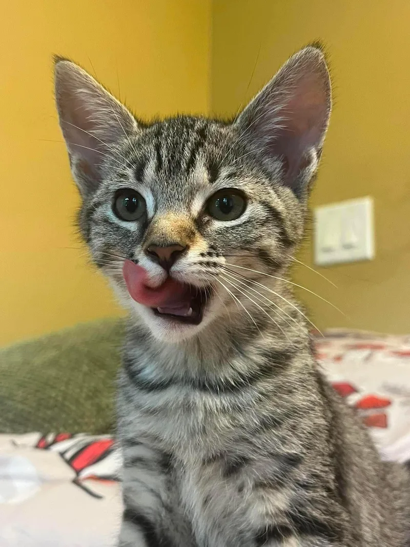 A baby medium-sized female Tabby (Brown / Chocolate) Domestic Short Hair cat named Chihiro for adoption in Fort Oglethorpe, GA