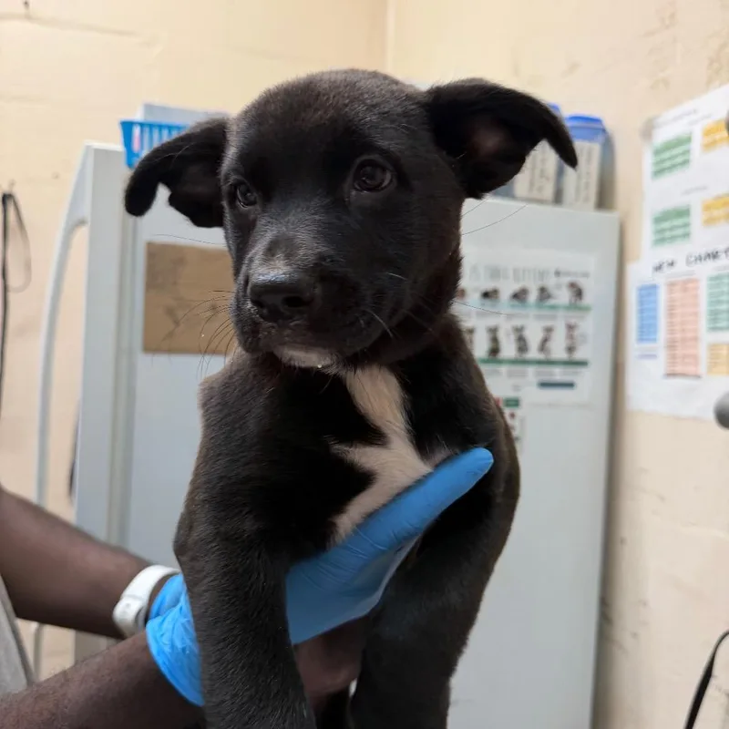 A baby small-sized female Black Pit Bull Terrier dog named Elaine for adoption in Birmingham, AL