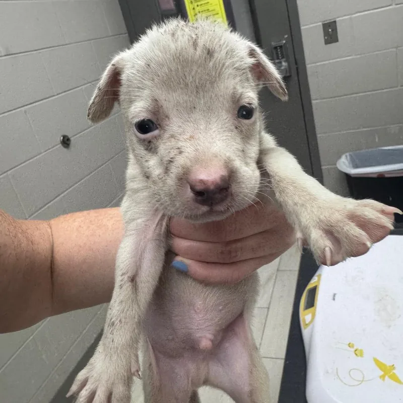 A baby small-sized male Mixed Breed dog named Ross for adoption in Lufkin, TX