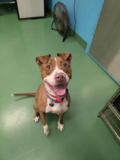 An adult medium-sized female Pit Bull Terrier dog named Apple Tart for adoption in Westland, MI