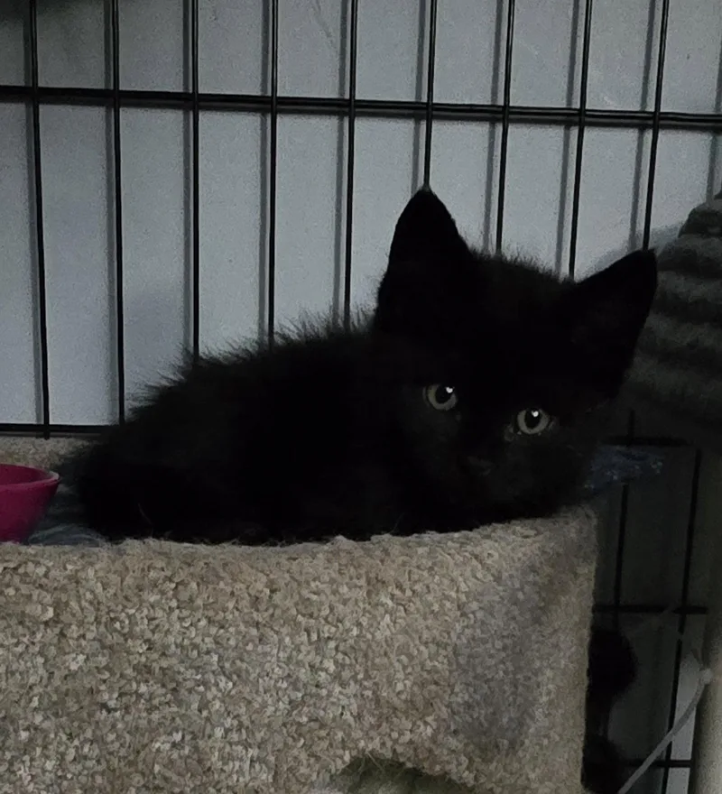 A baby medium-sized male Black Domestic Short Hair cat named Ragnar for adoption in Trenton, NJ