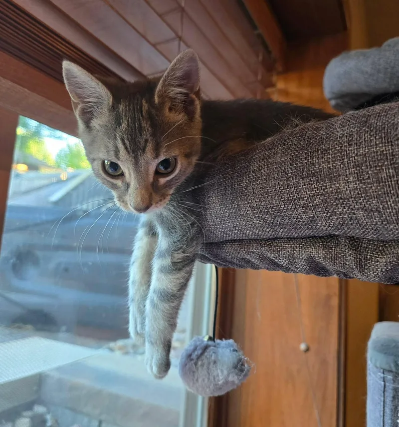 A baby medium-sized male Tabby (Gray / Blue / Silver) Domestic Short Hair cat named Duncan for adoption in Sioux Falls, SD