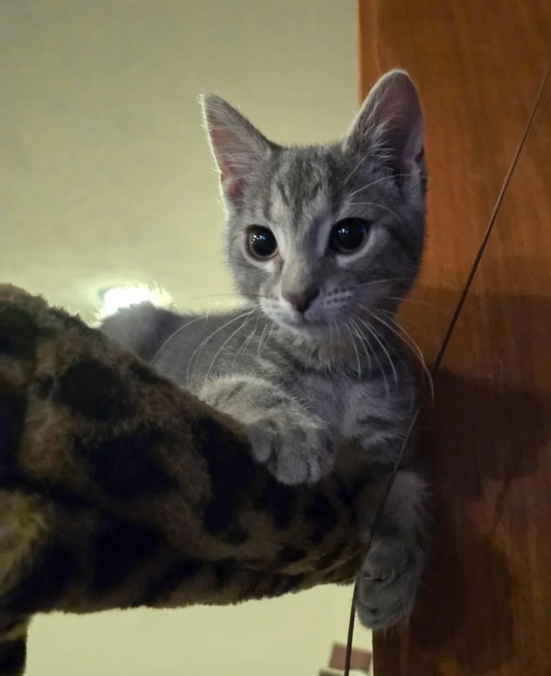 Duncan thumbnail 2