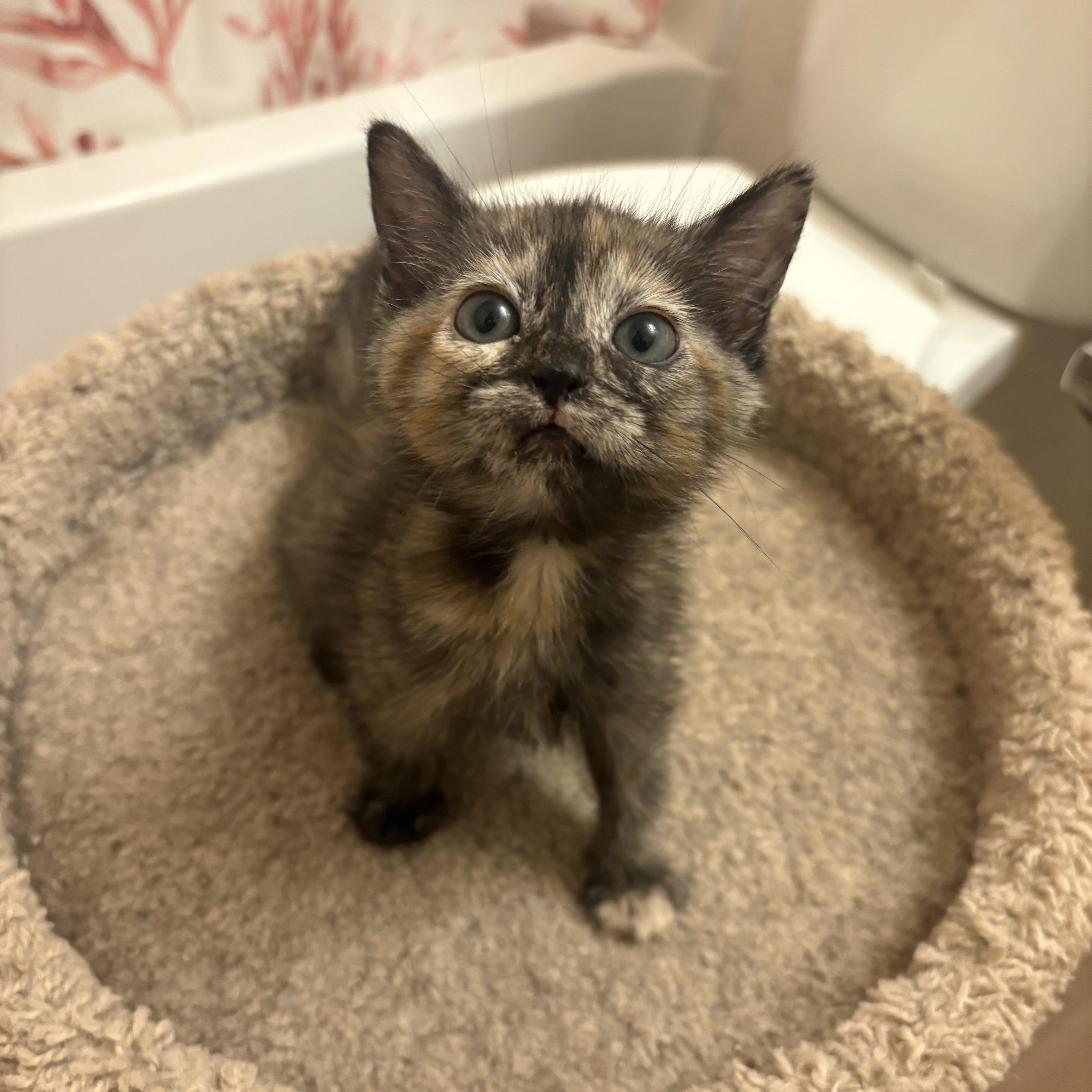 A baby medium-sized female Tortoiseshell cat named Mini Muffin for adoption in Keller, TX