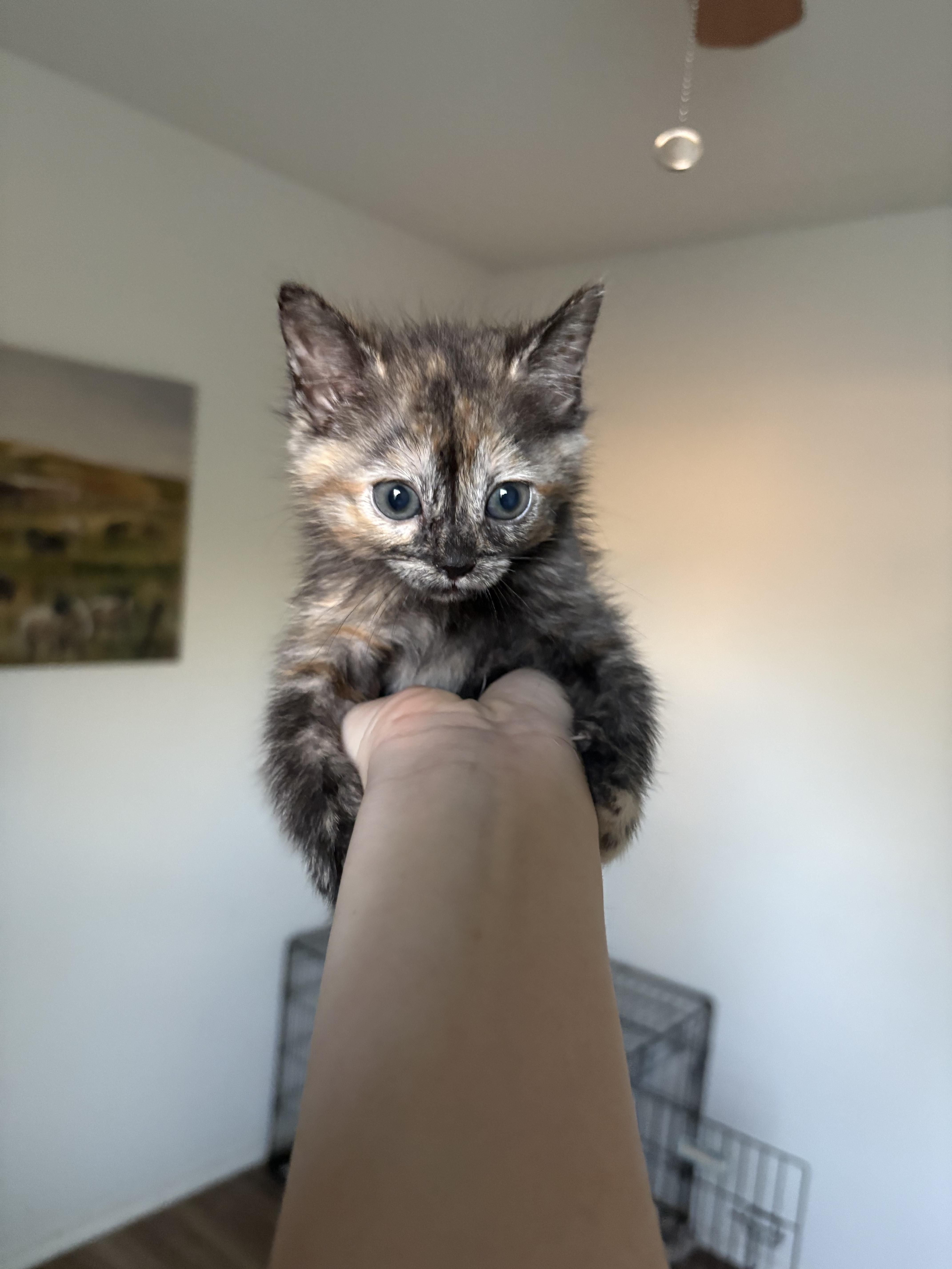 Mini Muffin thumbnail 3